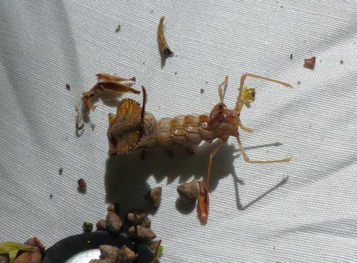 Stauropus fagi
